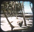 Island of Hawaii - Kona Side - Hawaii - View-Master Gold Center Reel - vintage - #65 For Discount